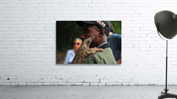 Pangolin AAC_7152 Wall Preview