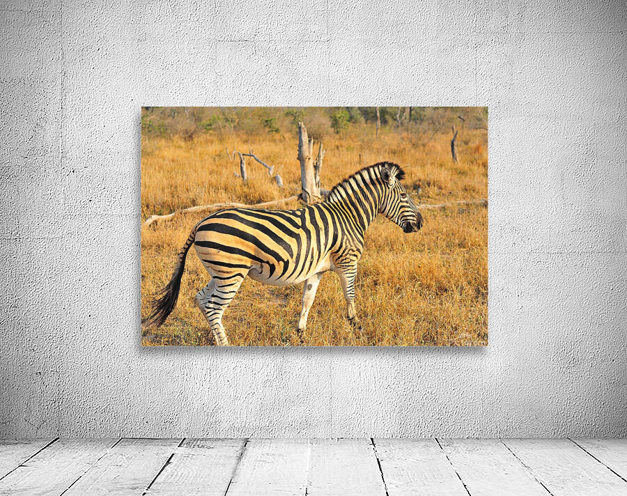 Zebra AAC_7643 Wall Preview