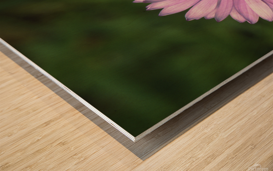 Wild Giant Aster E0706 Wood print