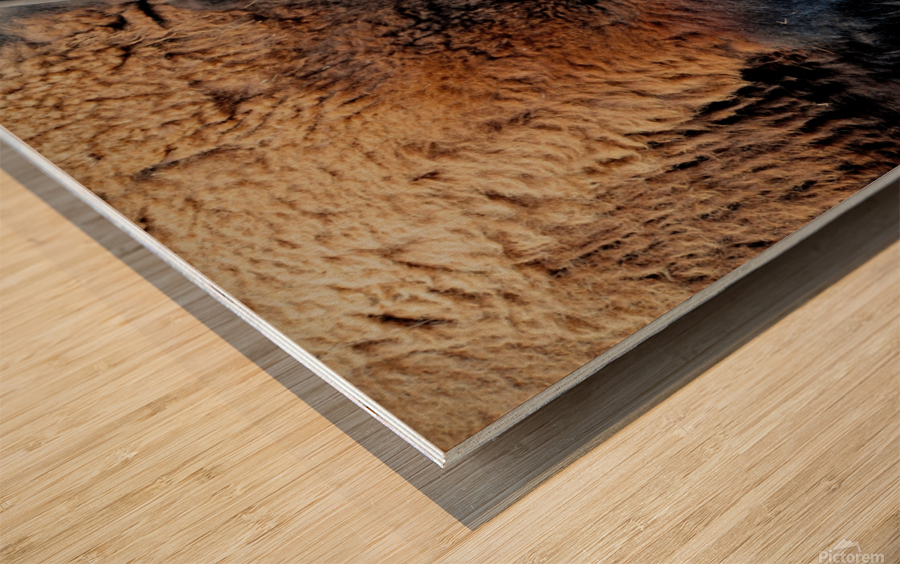 Bison 5396 Wood print