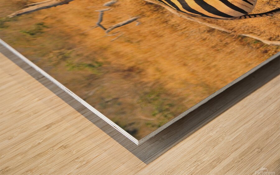 Zebra AAC_7643 Wood print