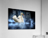 Swan Lake Acrylic Print