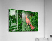 Birds 3 Acrylic Print