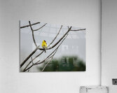 Birds 7 Acrylic Print
