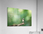 Birds 14 Acrylic Print