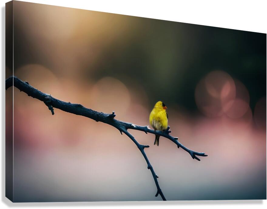 Gold Finch Canvas Print