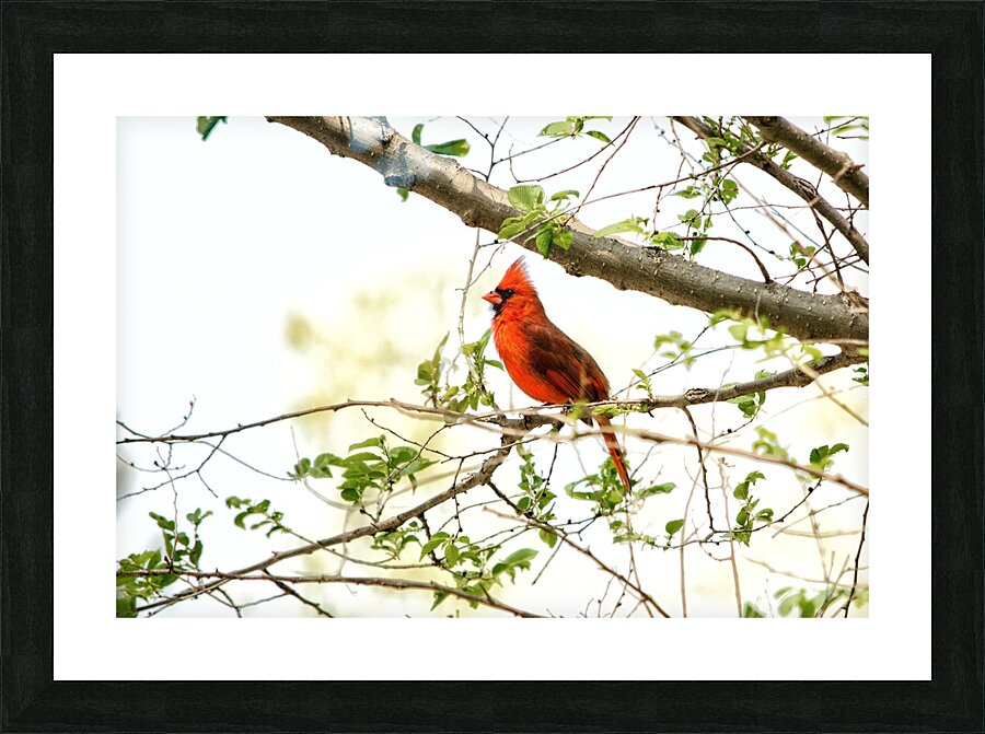 Northern Cardinal Picture Frame print