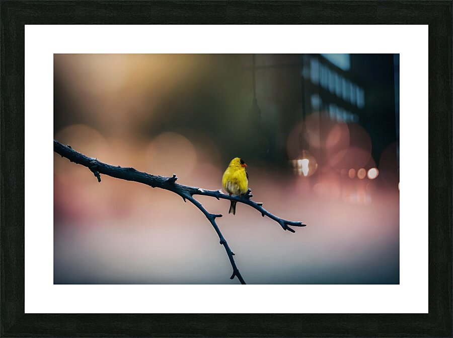 Gold Finch Picture Frame print