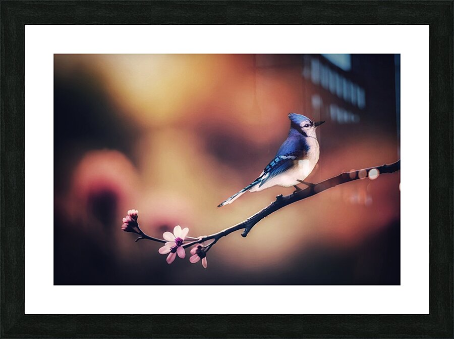Blue Jay Picture Frame print