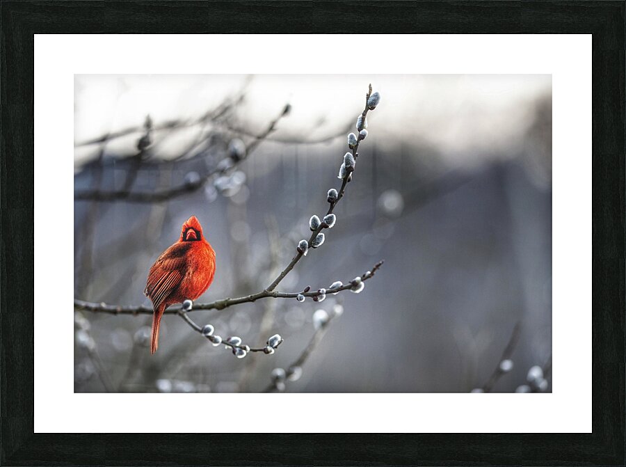 Red Cardinal  Picture Frame print