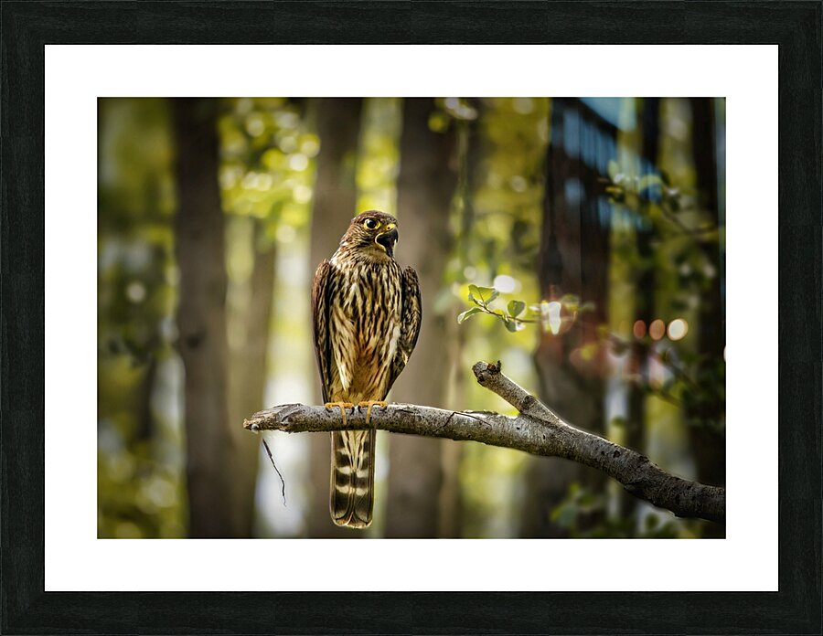Merlin Picture Frame print