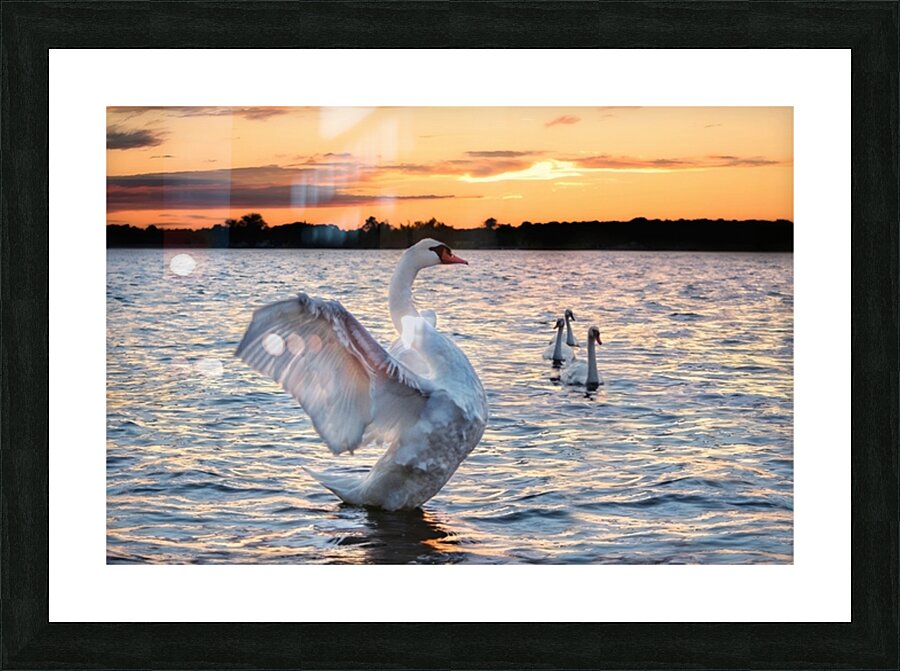 Birds 2 Picture Frame print