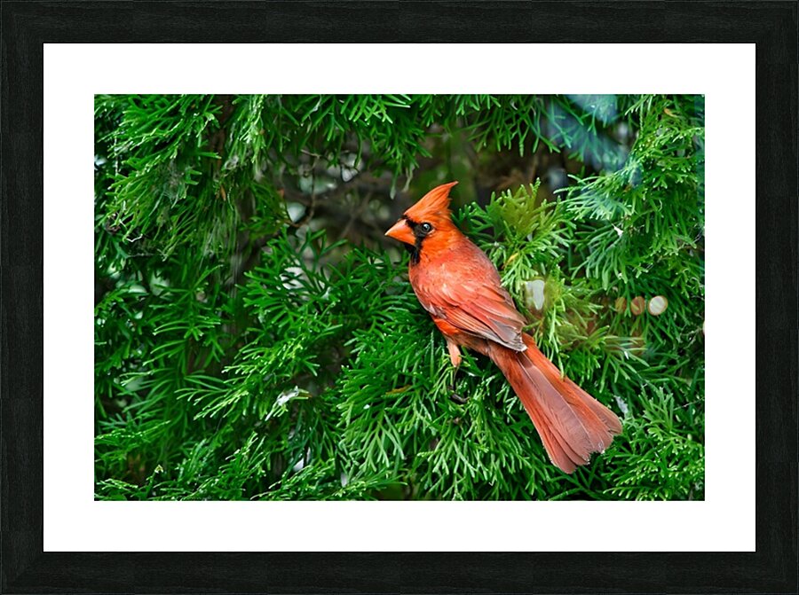 Birds 3 Picture Frame print