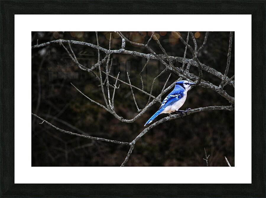 Birds 4 Picture Frame print