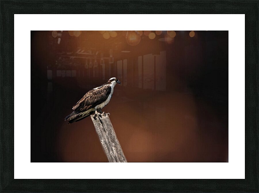 Birds 5 Picture Frame print