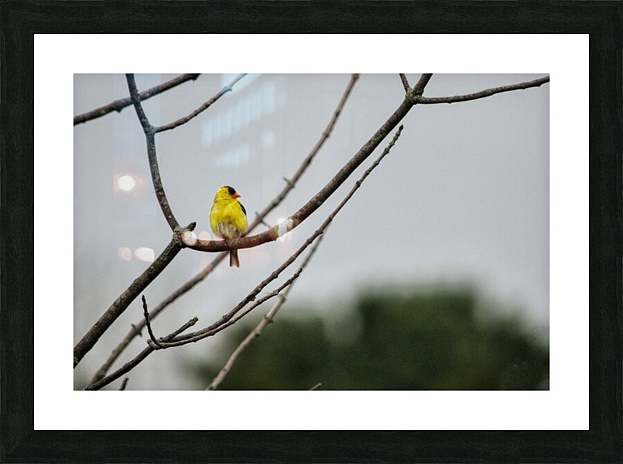 Birds 7 Picture Frame print