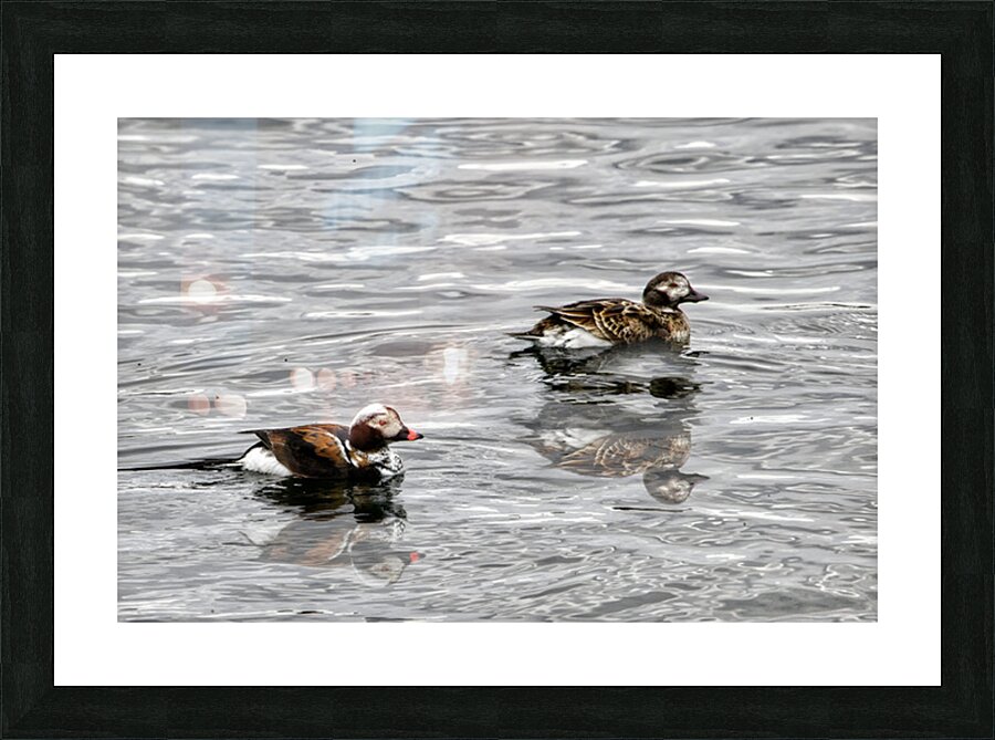 Birds 9 Picture Frame print