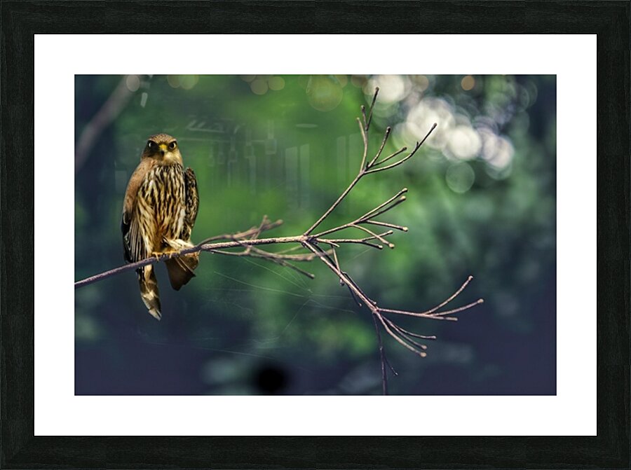 Birds 10 Picture Frame print