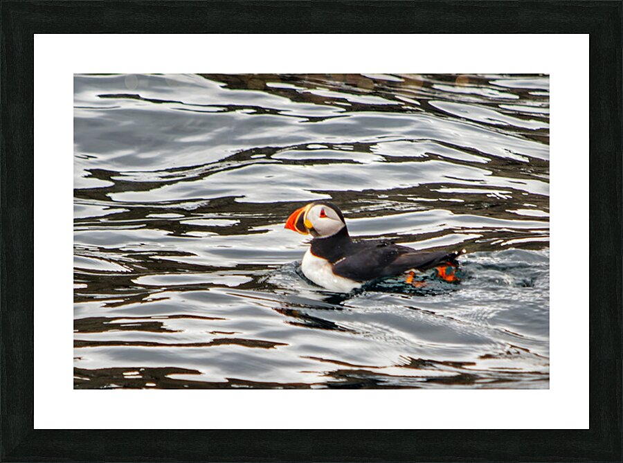 Birds 11 Picture Frame print