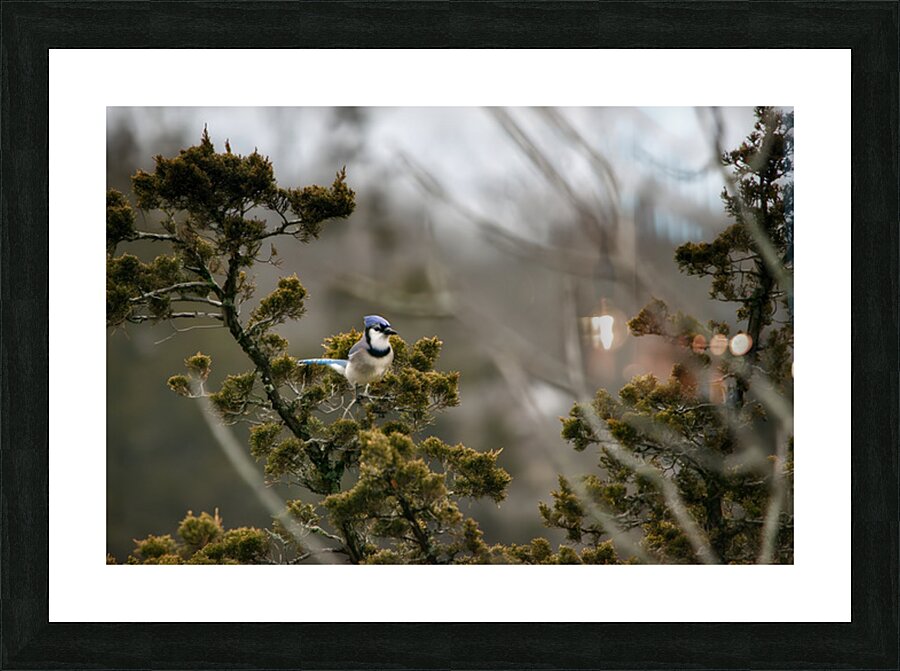 Birds 12 Picture Frame print