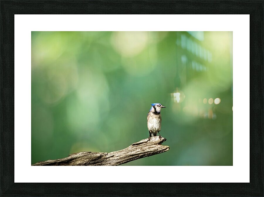 Birds 14 Picture Frame print