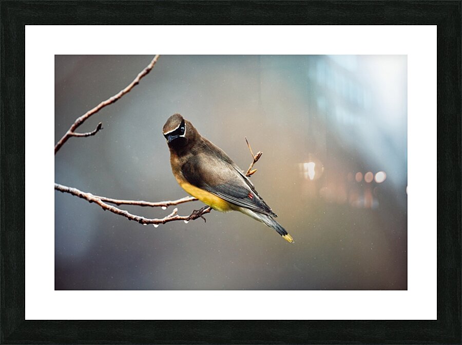 Birds 15 Picture Frame print