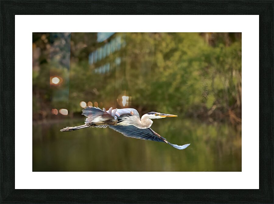 Birds 16 Picture Frame print