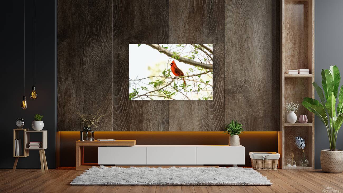 Northern Cardinal Reproduction