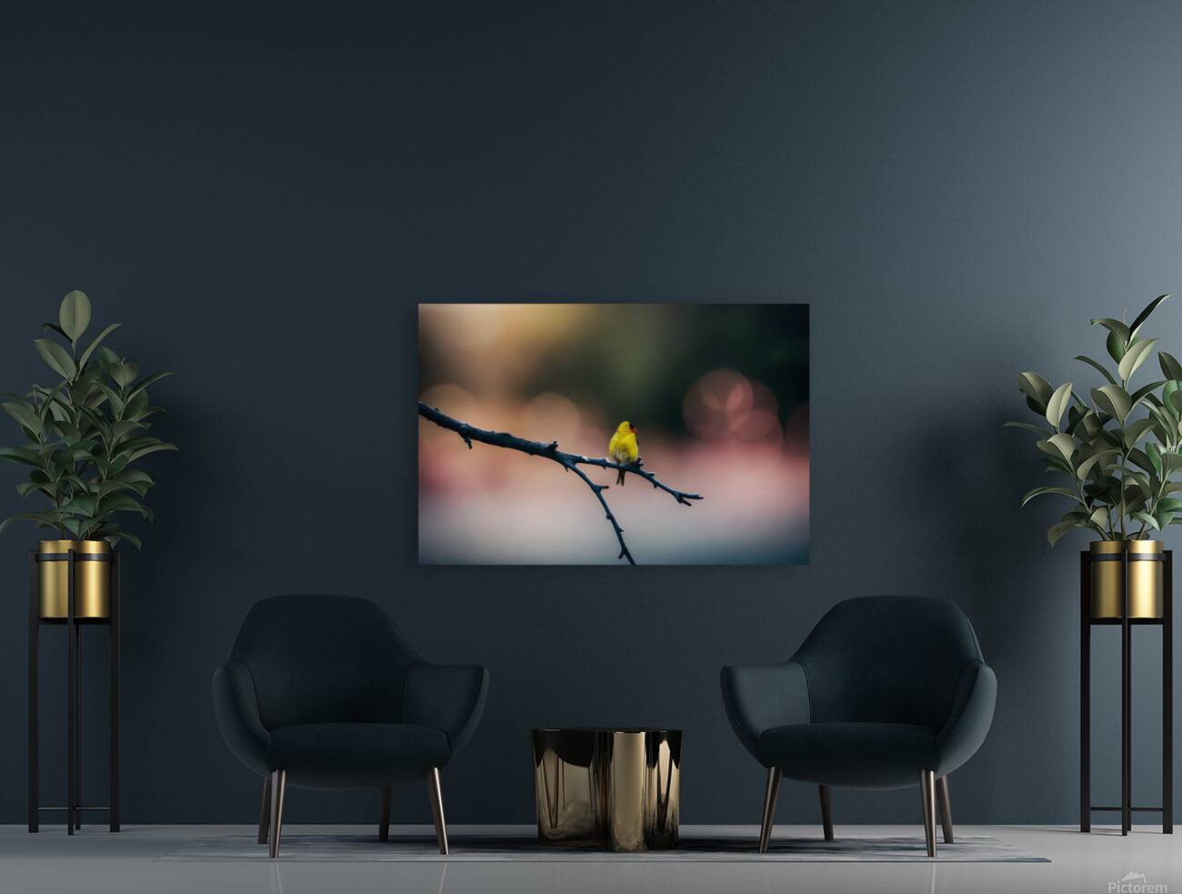 Gold Finch Reproduction