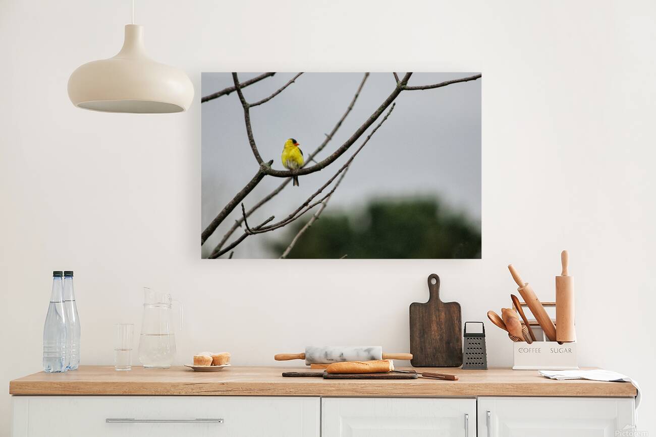 Birds 7 Reproduction