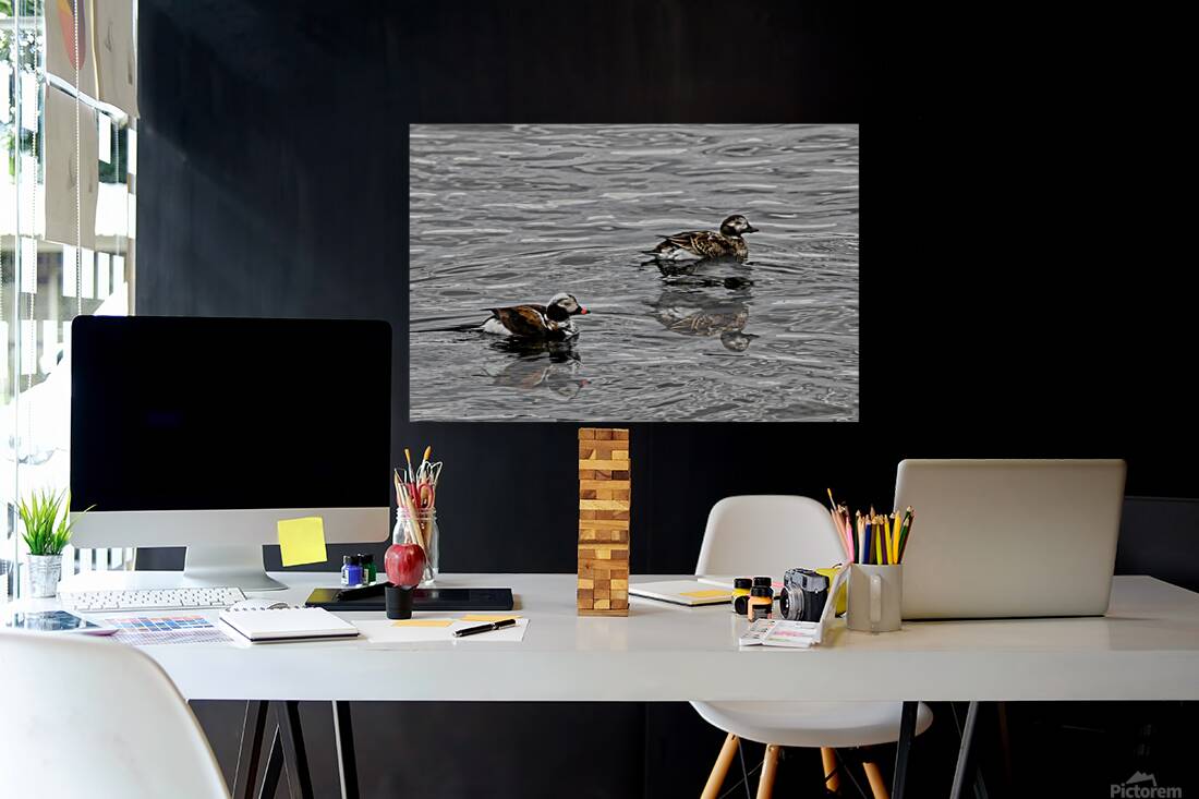 Birds 9 Reproduction
