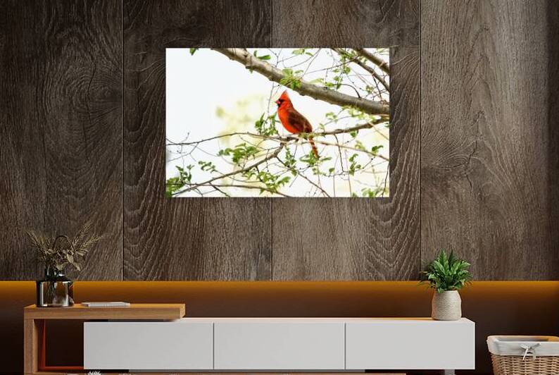 Northern Cardinal Reproduction