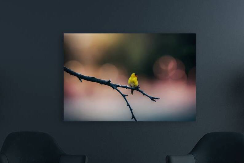 Gold Finch Reproduction