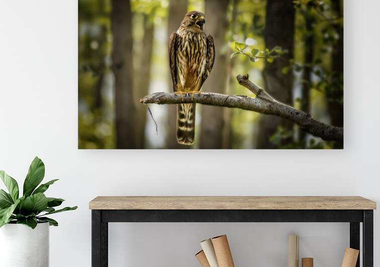 Merlin by Limestone Creative Lens