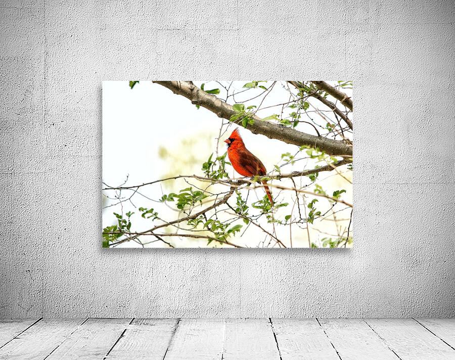 Northern Cardinal Wall Preview