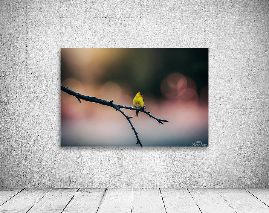Gold Finch Wall Preview
