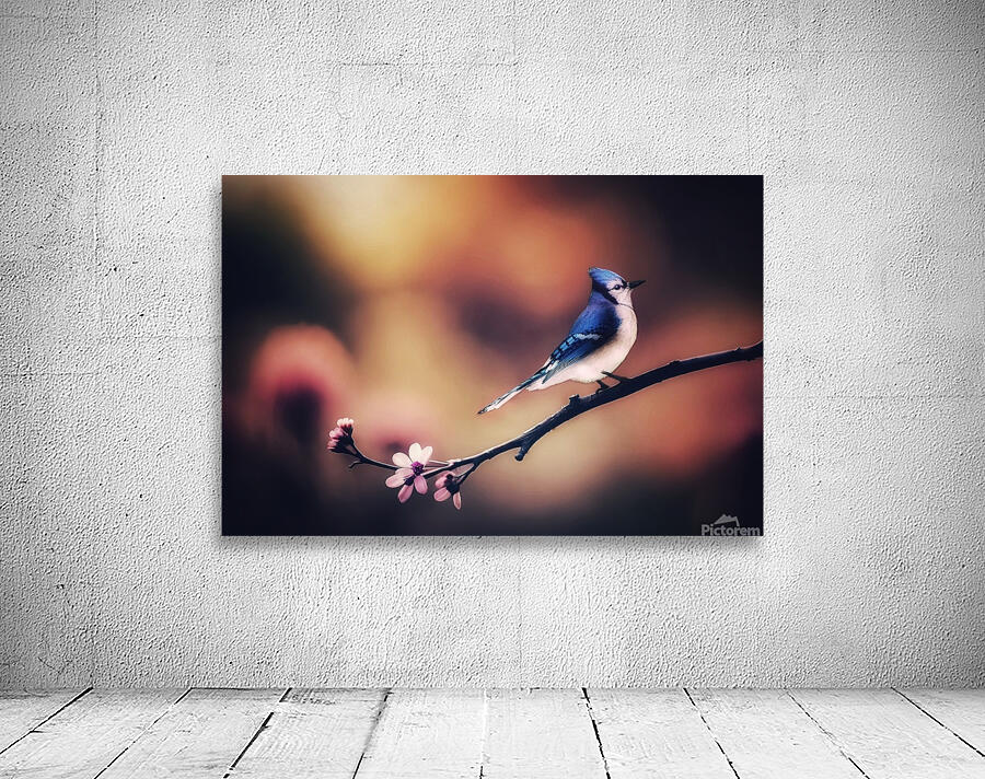 Blue Jay Wall Preview