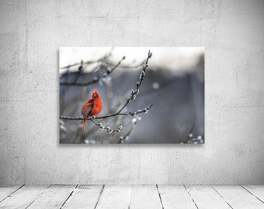 Red Cardinal  Wall Preview