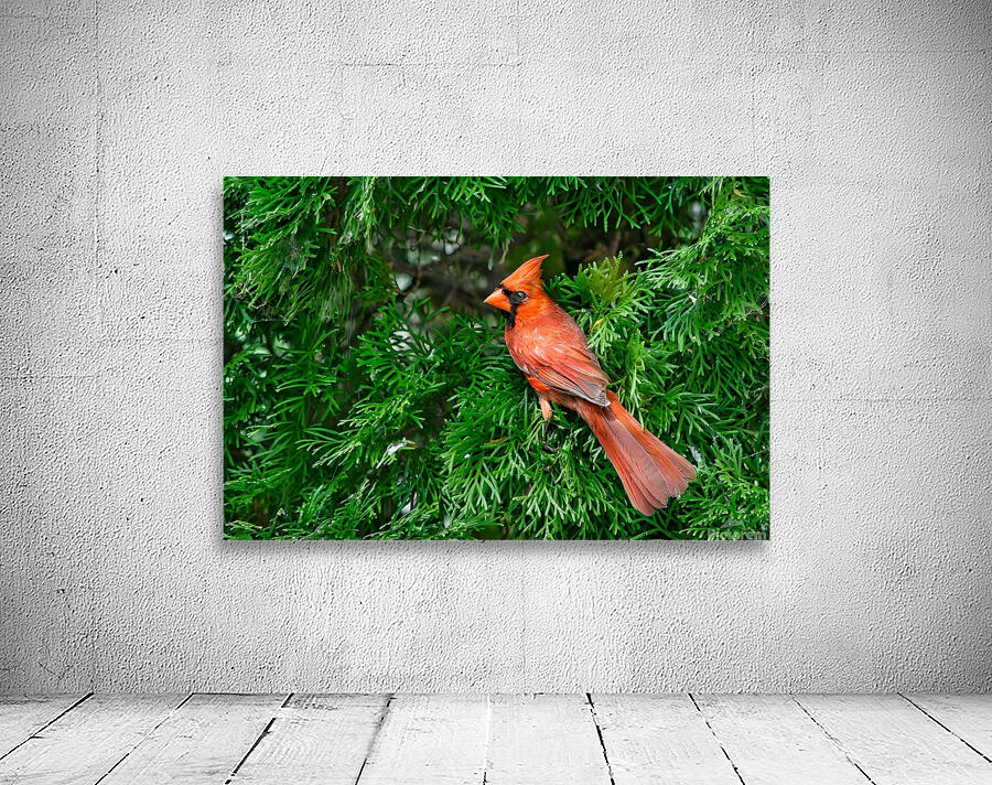 Birds 3 Wall Preview