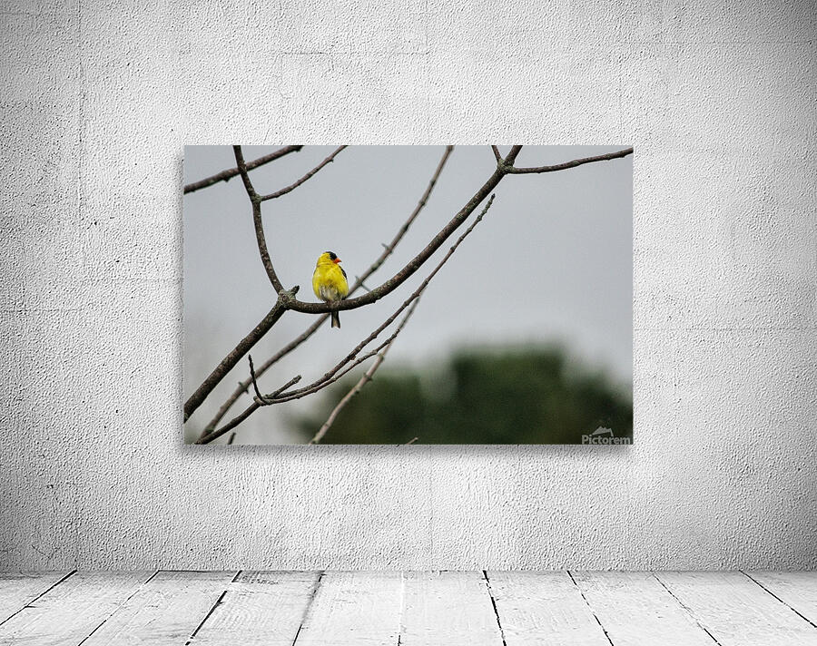Birds 7 Wall Preview