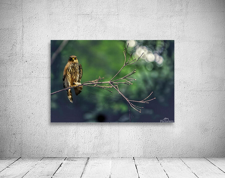 Birds 10 Wall Preview