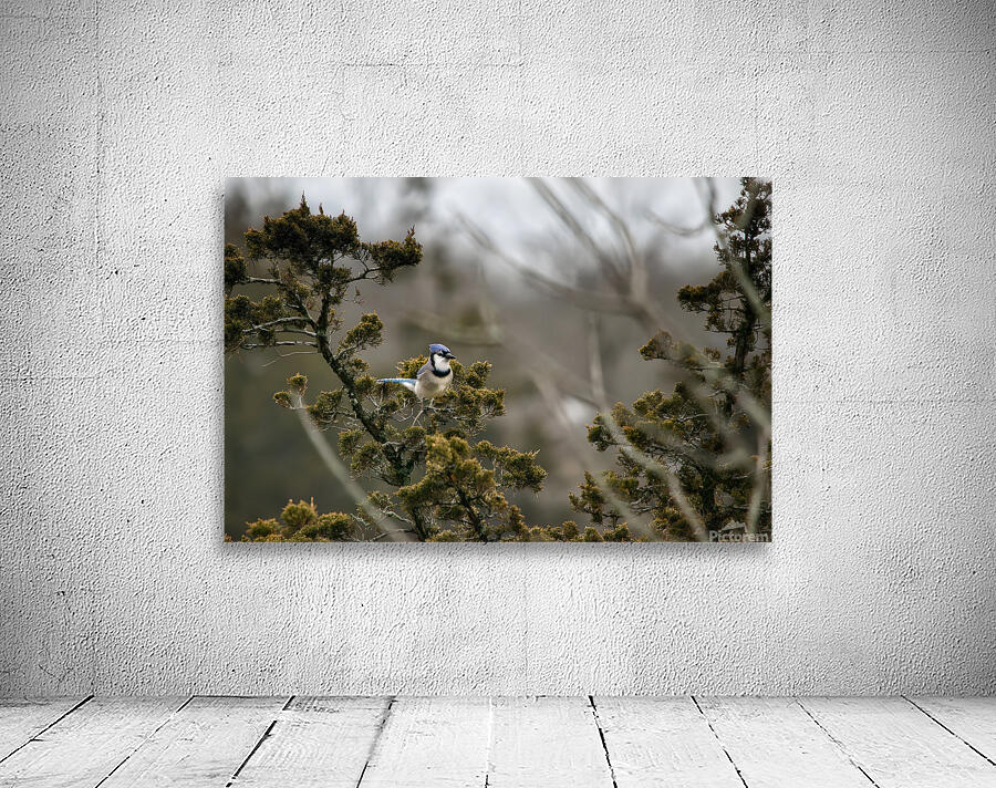 Birds 12 Wall Preview