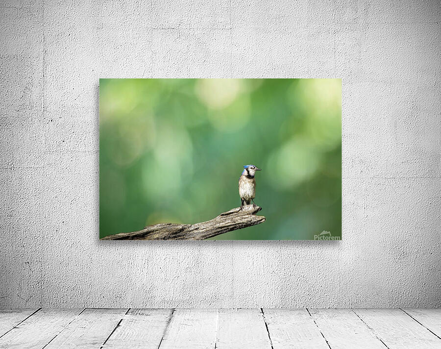 Birds 14 Wall Preview
