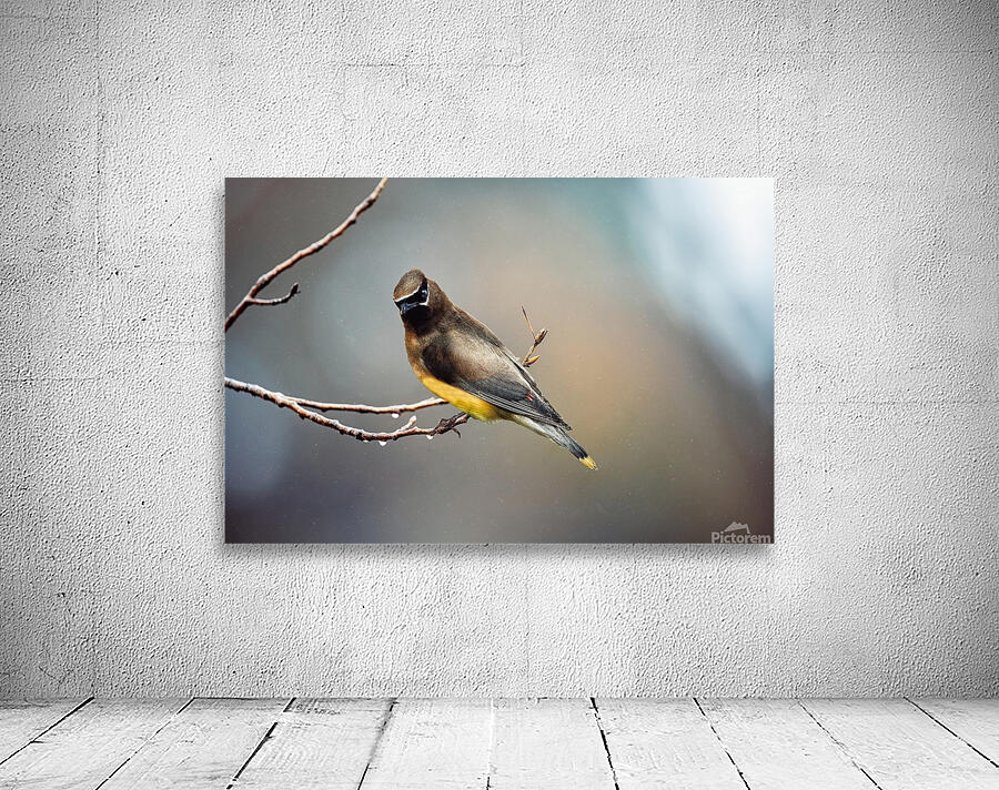 Birds 15 Wall Preview