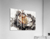 PaintedRose Acrylic Print