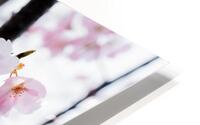 Cherry Blossoms HD Metal print