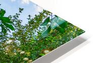 Trees and Sky HD Metal print