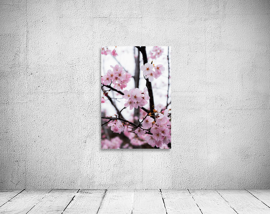 Cherry Blossoms Wall Preview