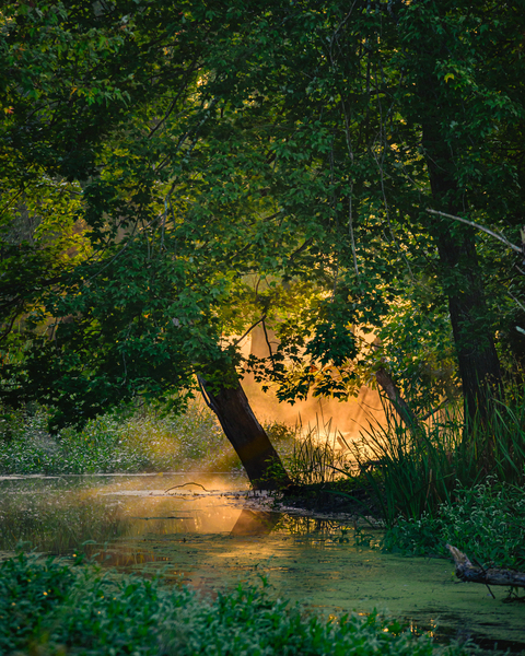 Morning Light Digital Download