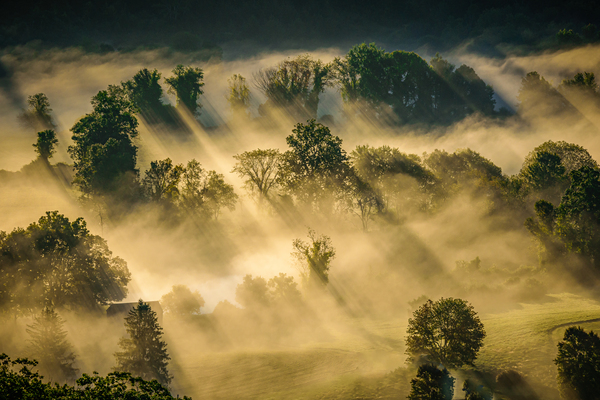 Patterns in the Mist 2 Digital Download
